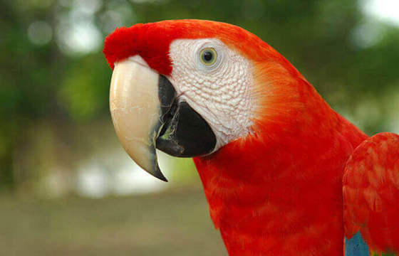 Scarlet Macaw