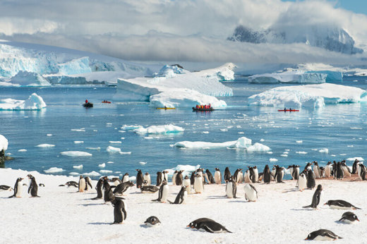 Penguins in Antarctica
