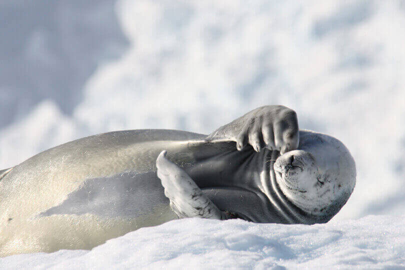 phoque weddell voyage antarctique