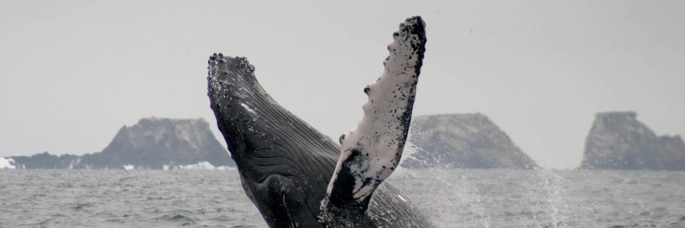 Whale