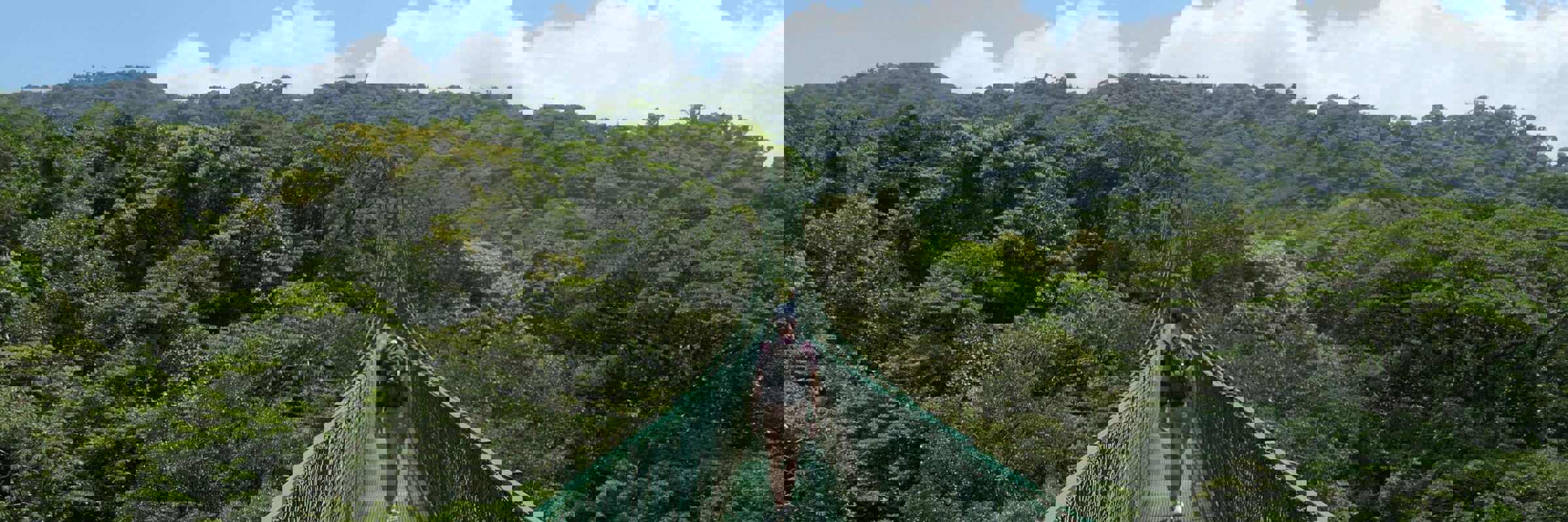 A person walking across a long green hanging bridge above lush forest canopy in Monteverde, Costa Rica. 