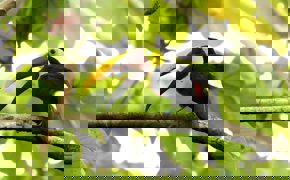 A vibrant toucan rests on a branch, its bold beak cutting through the lush Costa Rican canopy. 