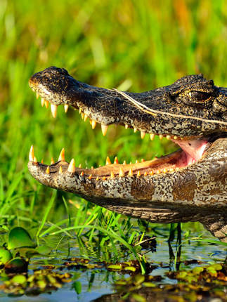 Caiman Ibera