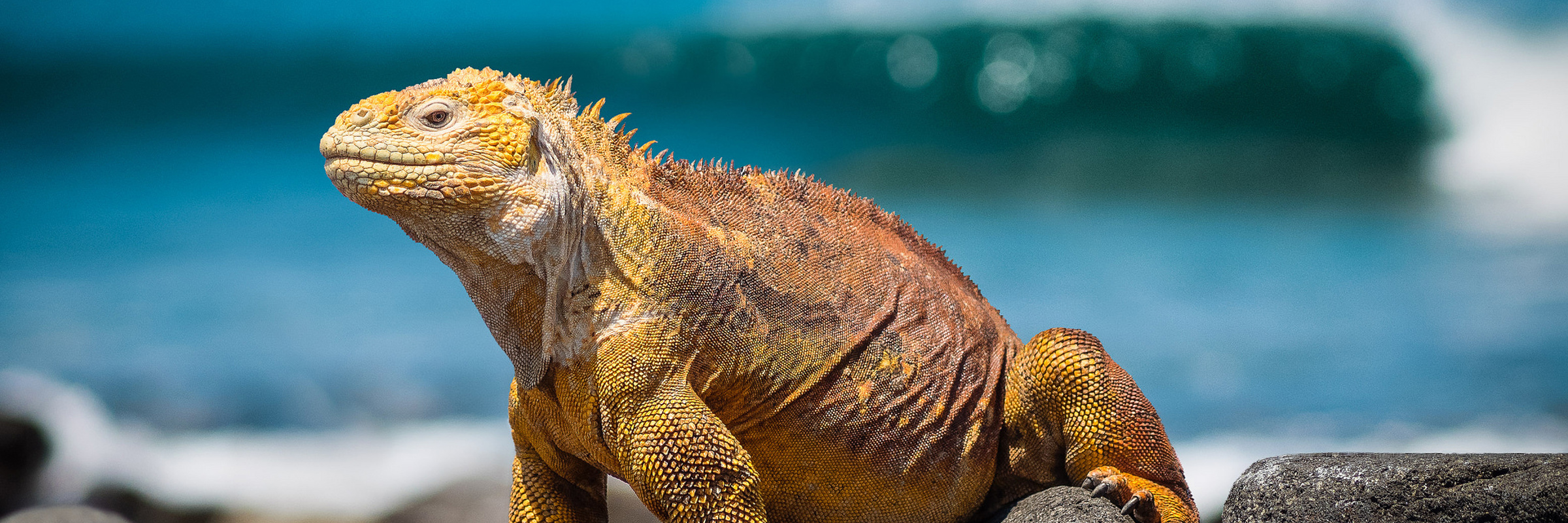 1534 Ecuador & Galapagos