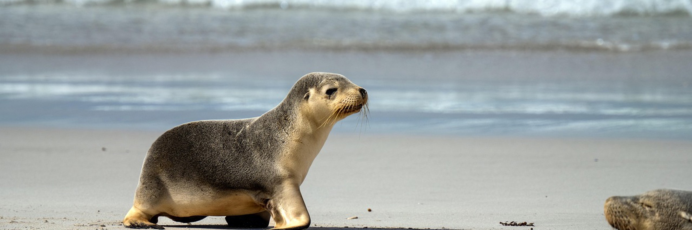Cabo Polonio Uruguay