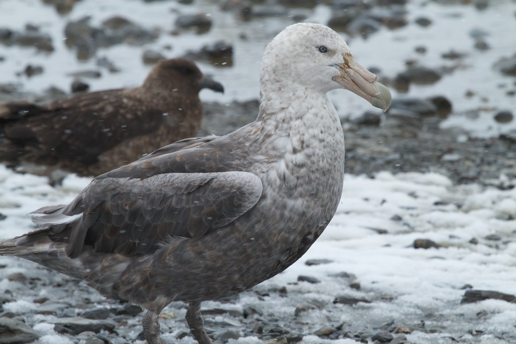 petrell geant voyage antarctique