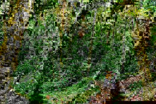 Hikers wonder through Monteverde's misty forest, surrounded by towering trees and lush moss-covered paths. 