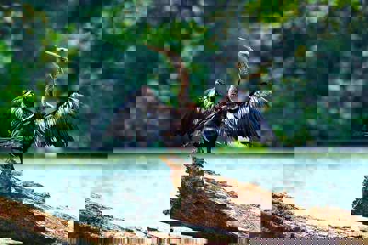 An anhinga perches on a sunlit log, spreading its wings to dry after a dive in Costa Rica's wetlands. 
