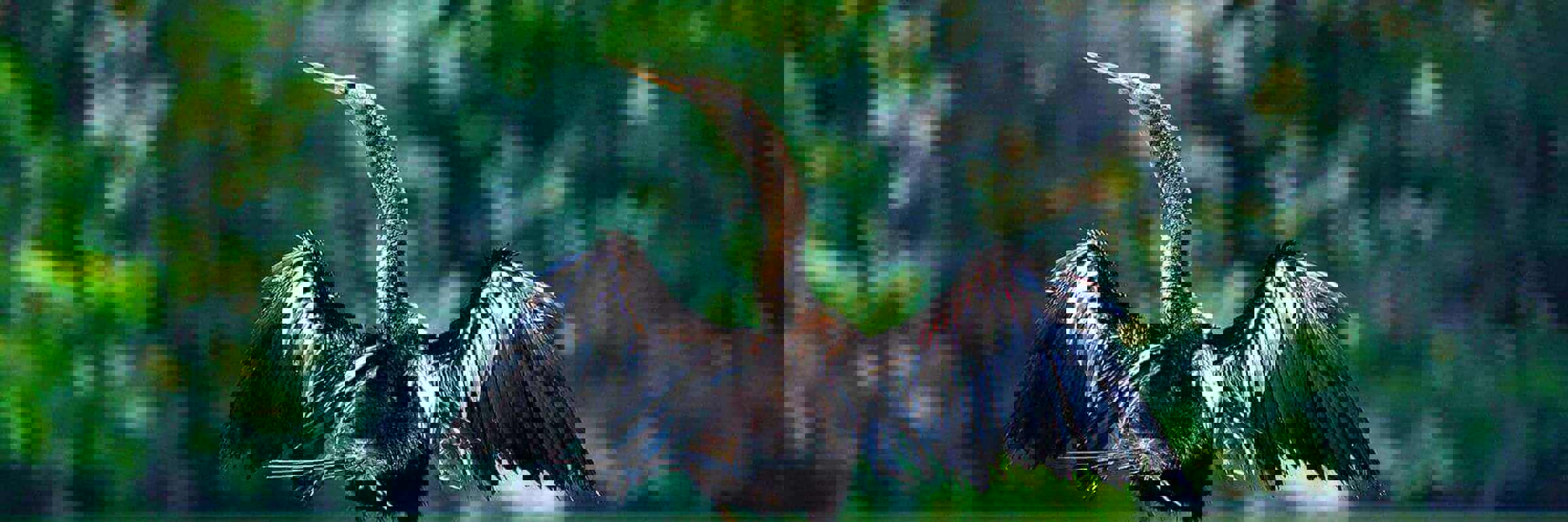 An anhinga perches on a sunlit log, spreading its wings to dry after a dive in Costa Rica's wetlands. 