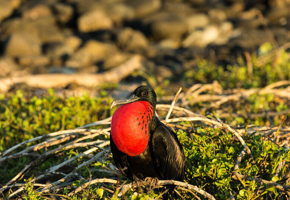 Frigatebird