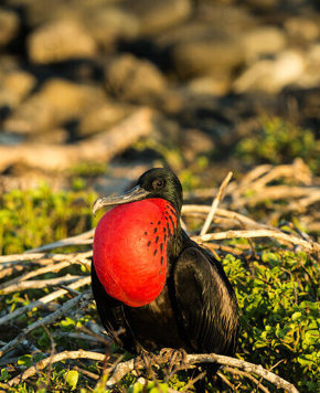  Frigatebird
