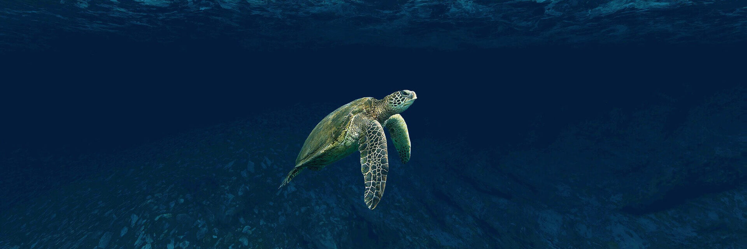 Belize Tortue