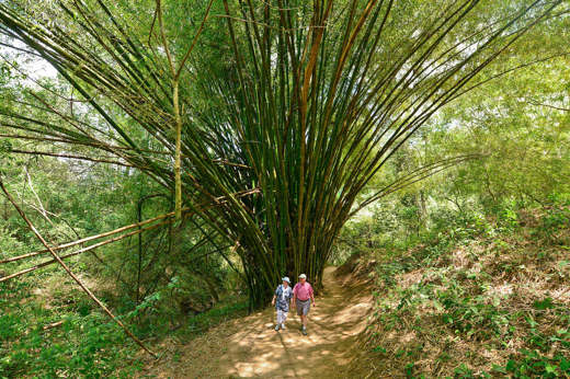 Forest walks
