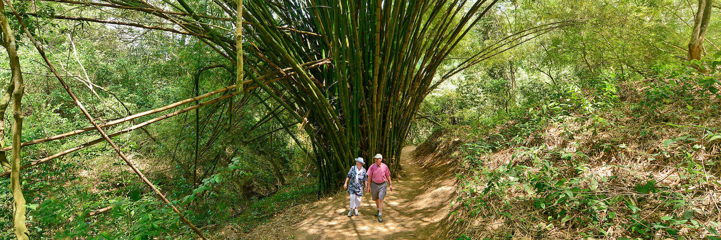 Forest walks