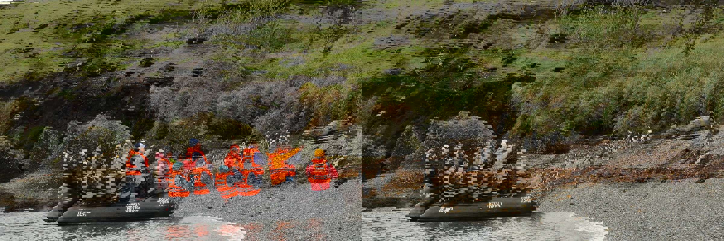 Zodiac landing near a penguin colony on the wild, green shores of southern Chile. 