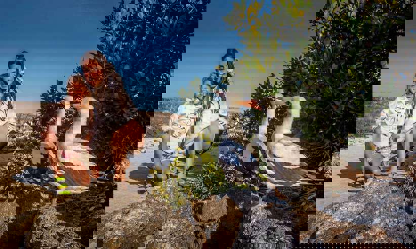 South America- Ecuador, family encounters blue-footed boobies on a Galapagos Islands wildlife walk. 