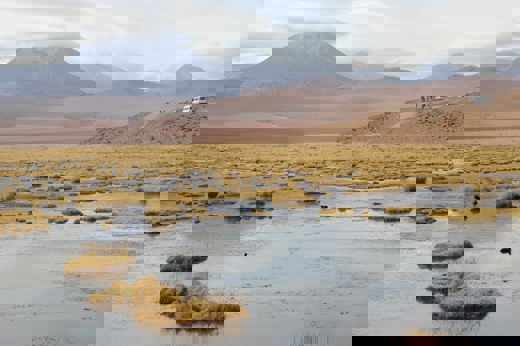 Golden tufts of grass dot a tranquil wetland on the Chilean Altiplano, with distant volcanoes rising under a cloud sky. 