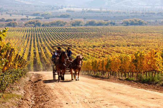 A horse-drawn carriage carries visitors along a dirt road through golden vineyards in Chile's Central Valley wine region. 