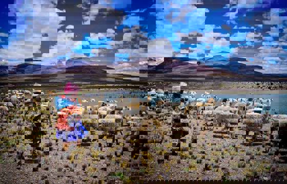 Sheep graze across the Andean Altiplano under vivid skies in South America.