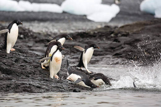 Pingouins Adelie en Antarctique