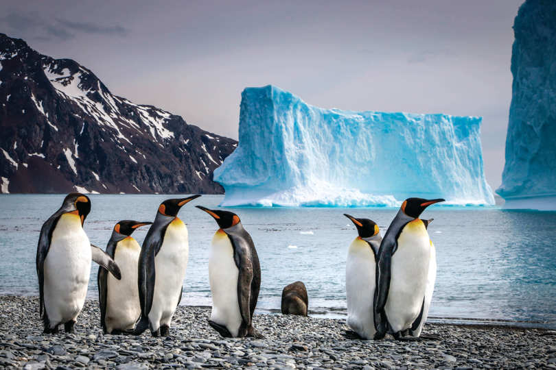 Manchot voyage antarctique