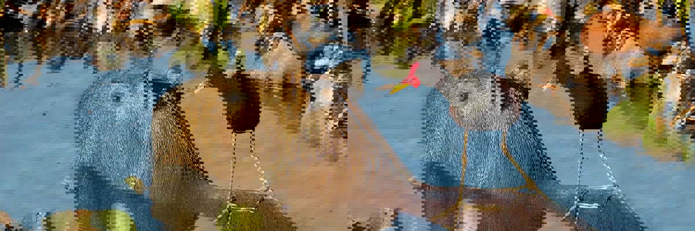 Capybara