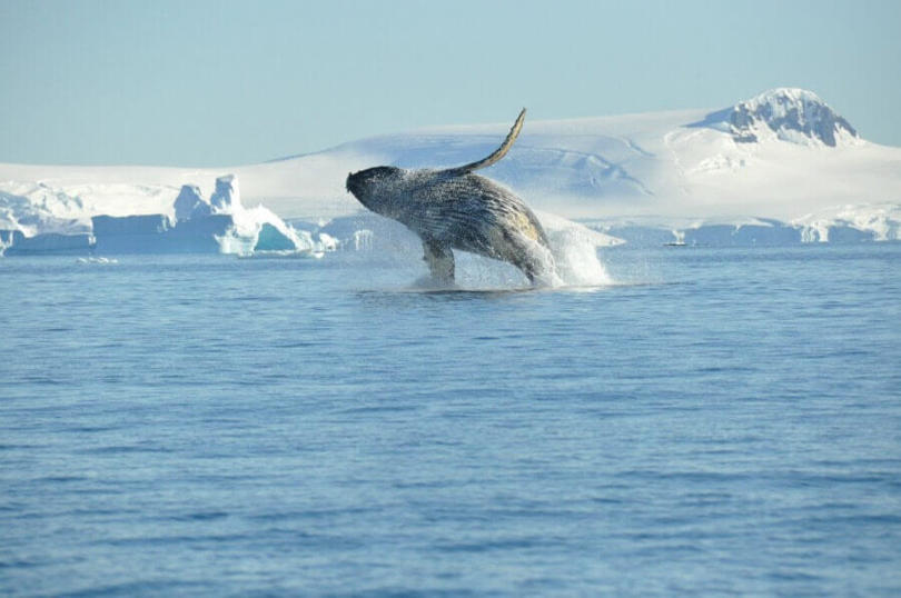 Baleine bosse voyage antarctique