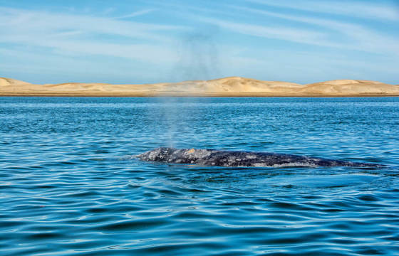 Baie de Magdalena