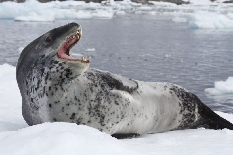 leopard mer voyage antarctique